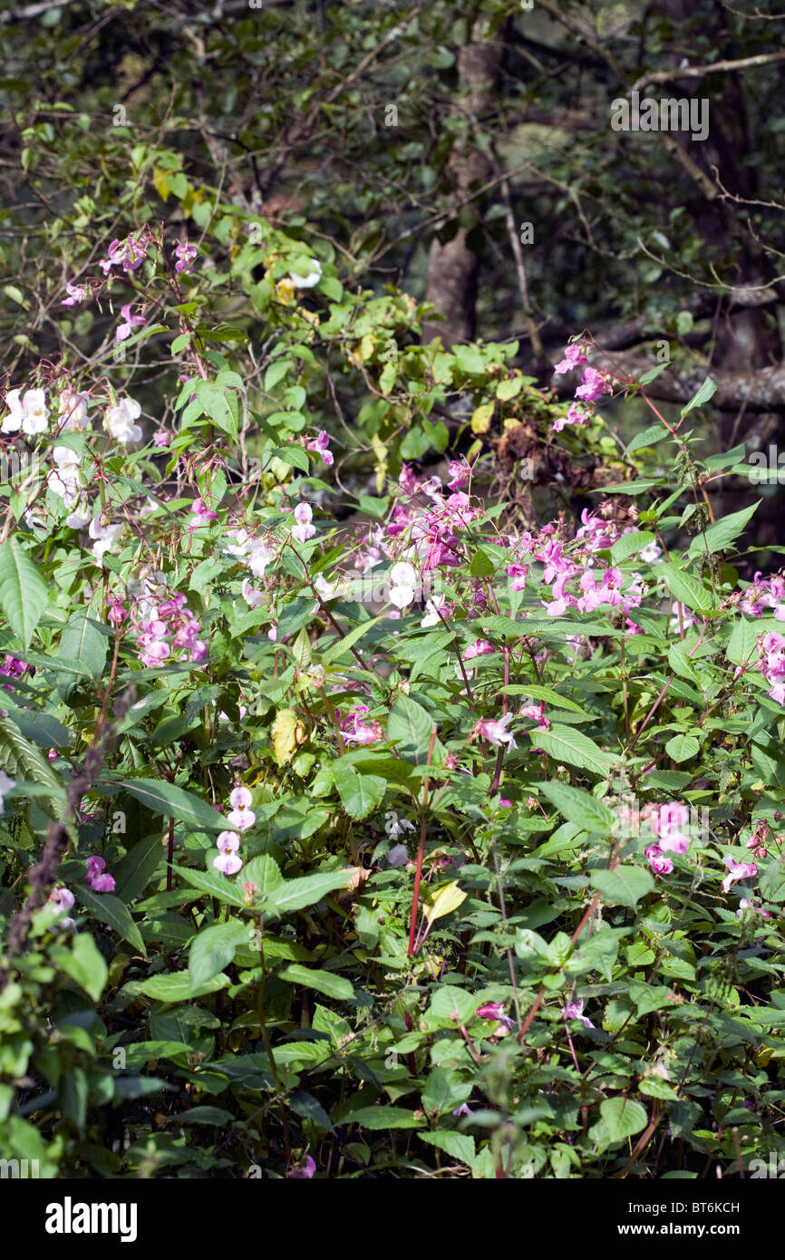 Indian or Himalayan Balsam growing by the banks of The River Wye near Symonds Yat Wye Valley Gloucestershire England Stock Photo