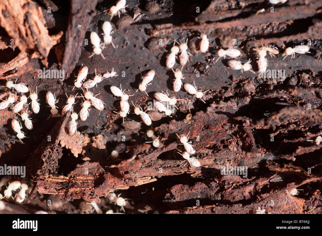 Termites, Queensland, Australia Stock Photo
