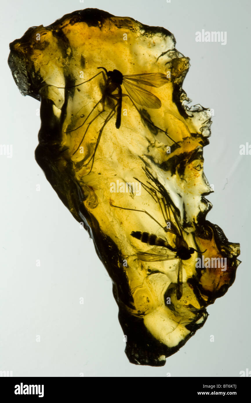 Mosquitoes Preserved in Tree Sap - Amber Stock Photo