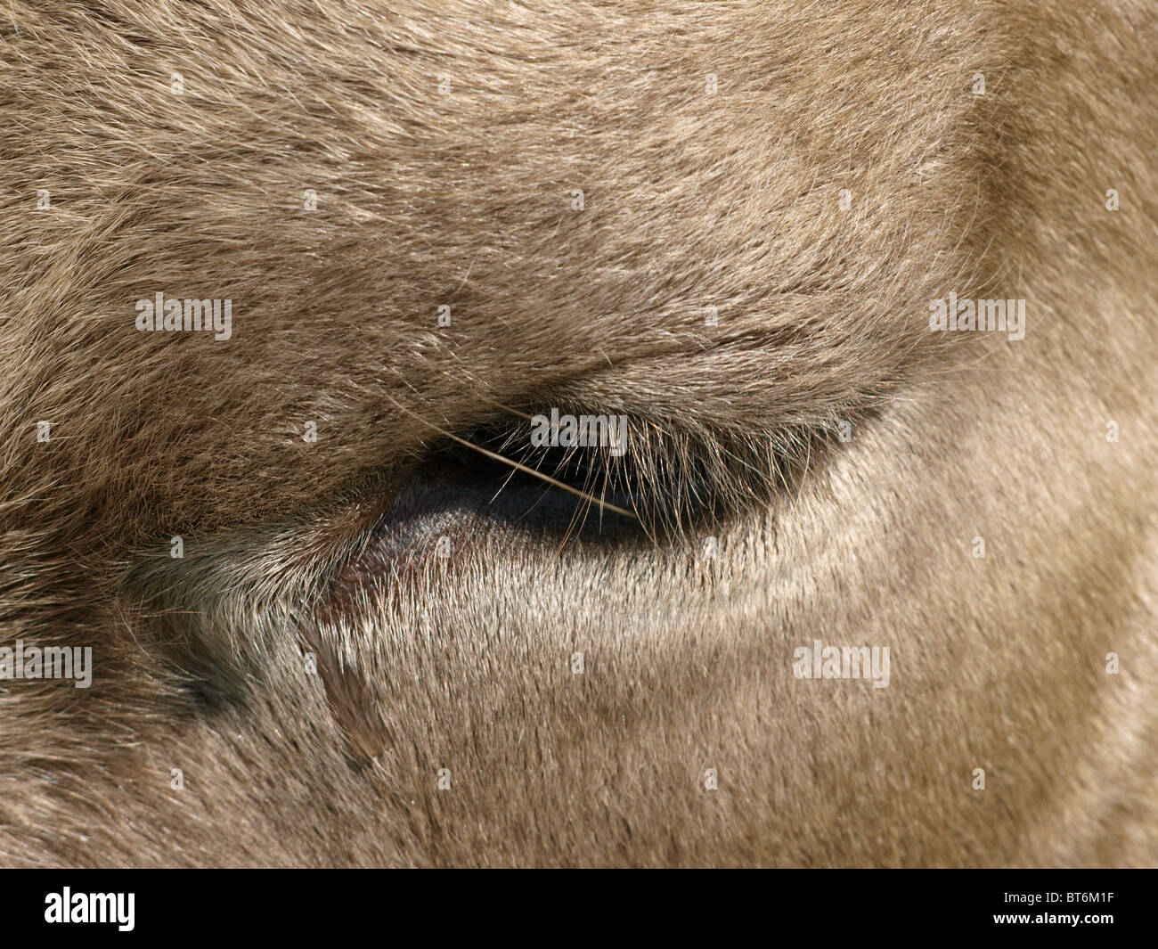 Cow eye tears Stock Photo