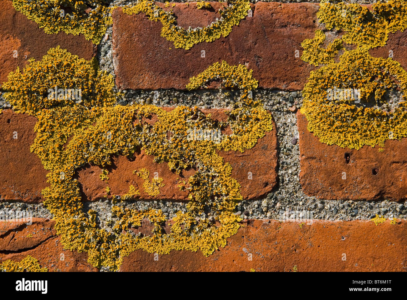 Moss on brick wall Stock Photo Alamy