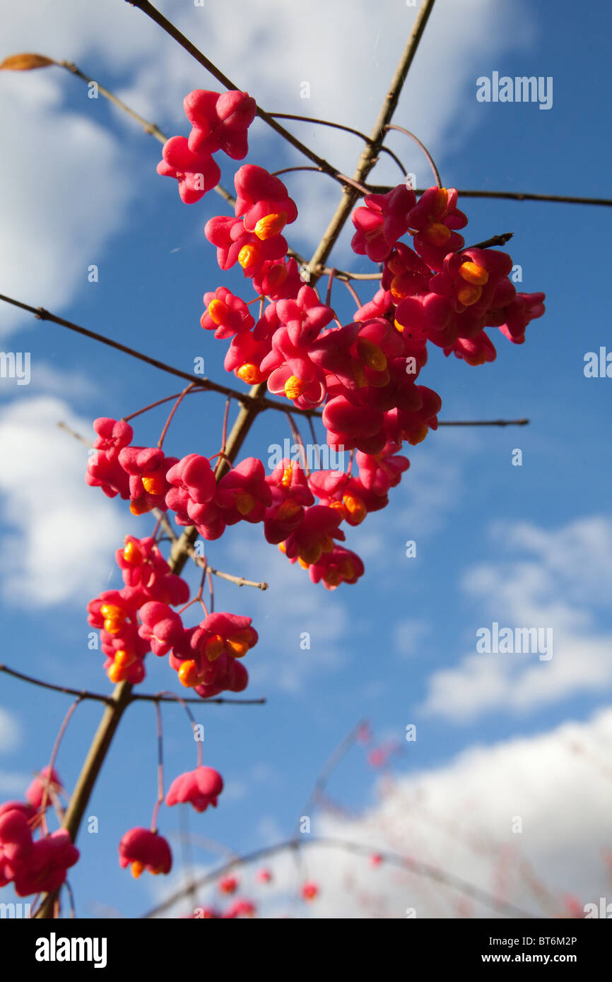 Common Spindle ( Euonymus europaeus) berries, Hampshire, England. Stock Photo