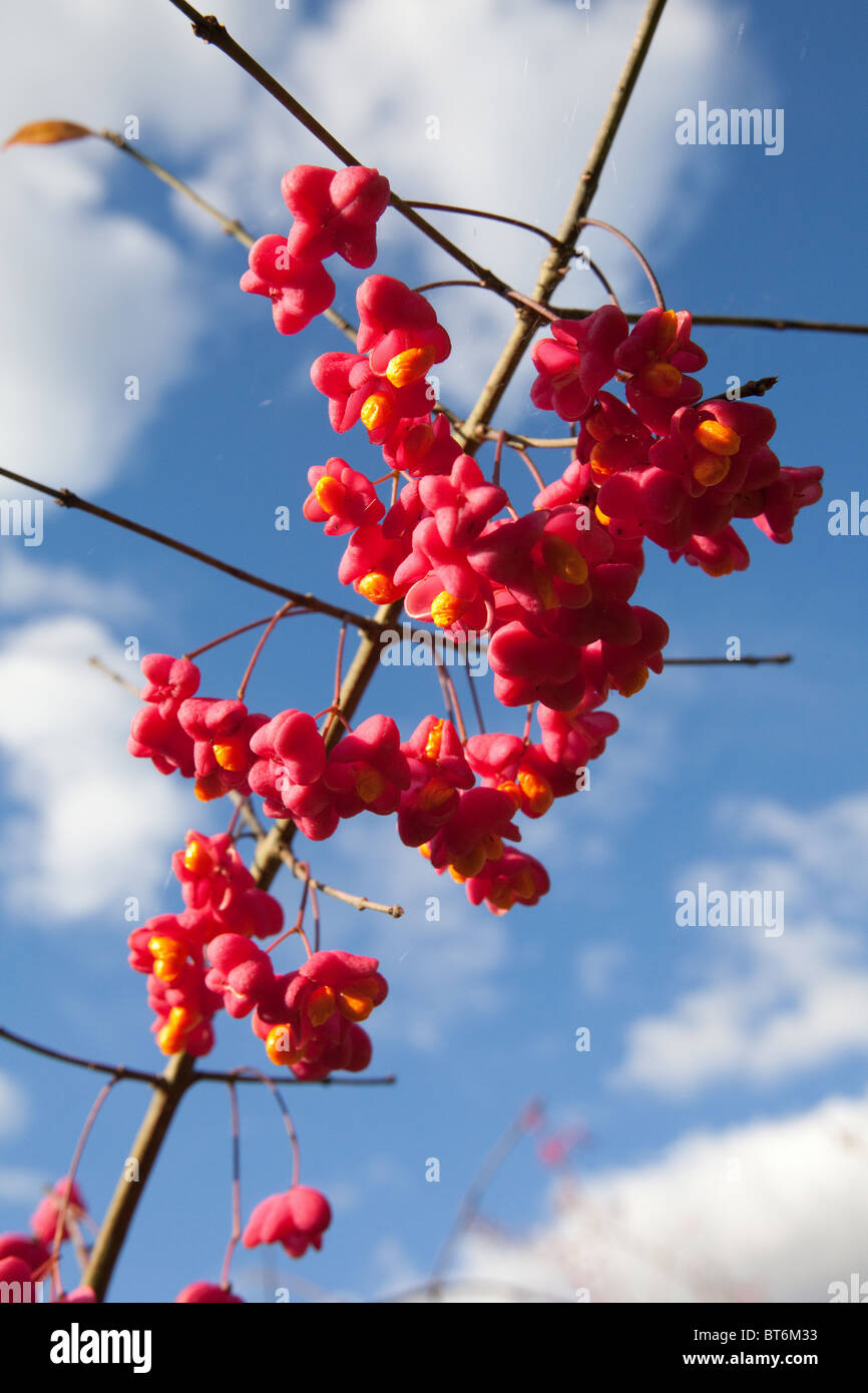 Common Spindle ( Euonymus europaeus) berries, Hampshire, England. Stock Photo