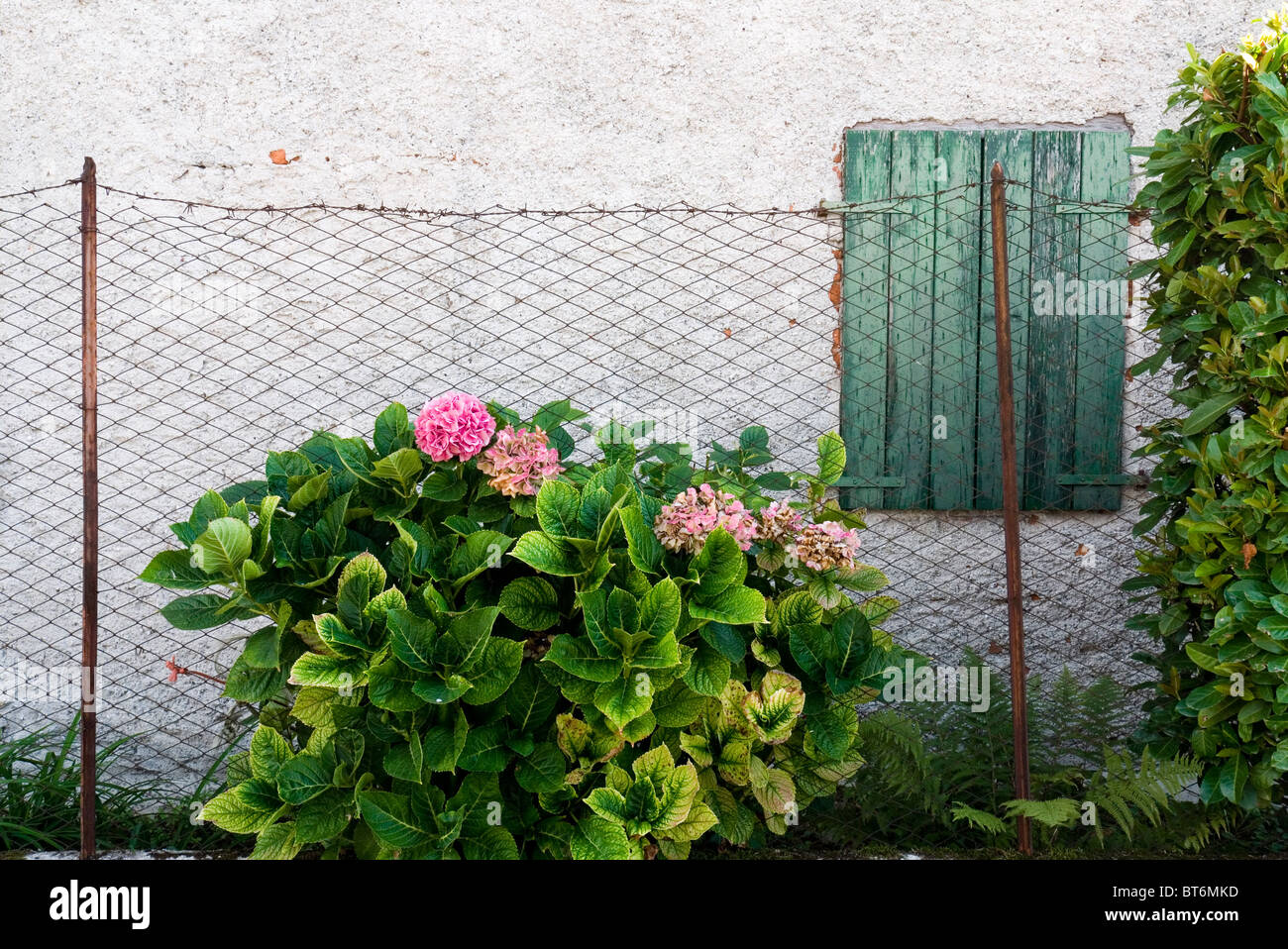 Plant & flower outside my office Stock Photo