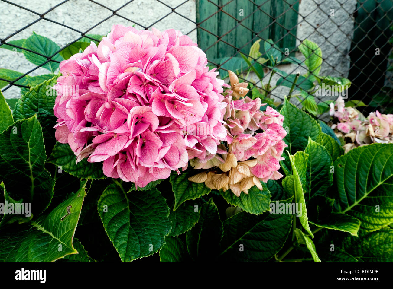 Plant & flower outside my office Stock Photo