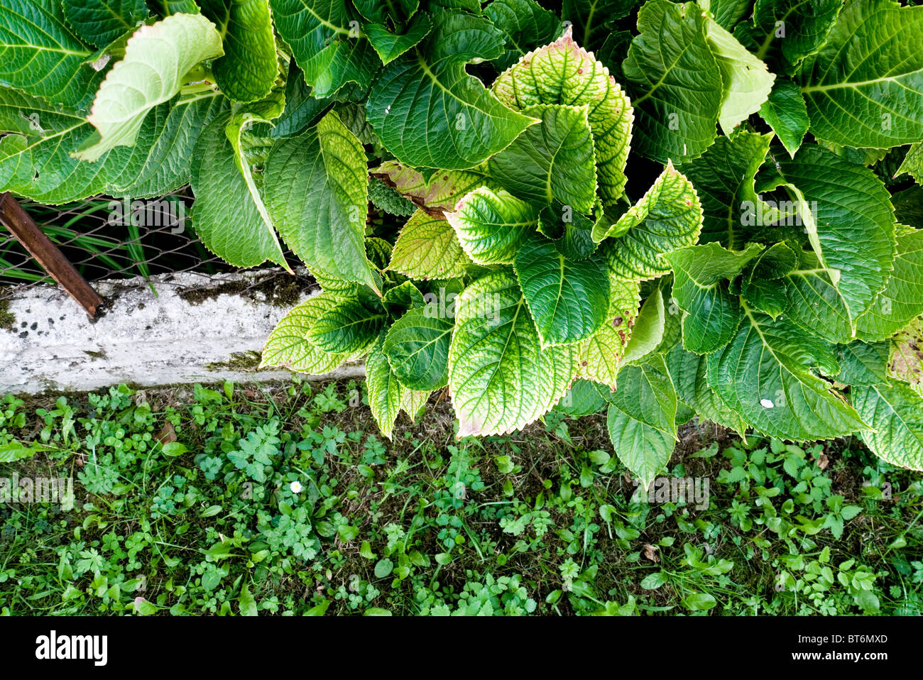 Plant & flower outside my office Stock Photo