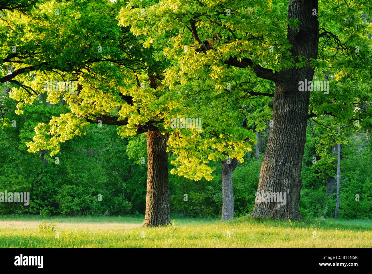 The first rays of the sun on a spring morning at the Oaks Stock Photo ...