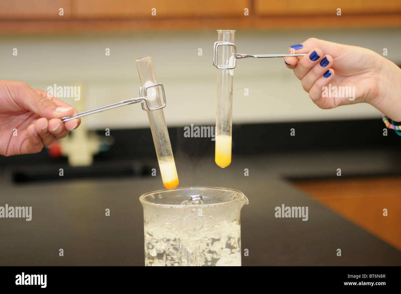 Students conducting a Benedict's Reagent test for sugar.  The yellow/orange color indicates sugar is present in milk. Stock Photo