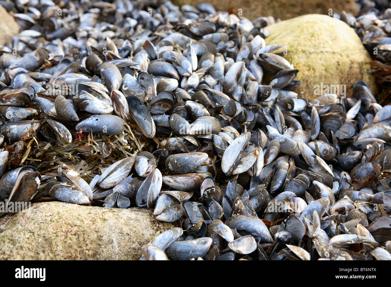 Common mussels on the beach during wintertime Stock Photo Alamy