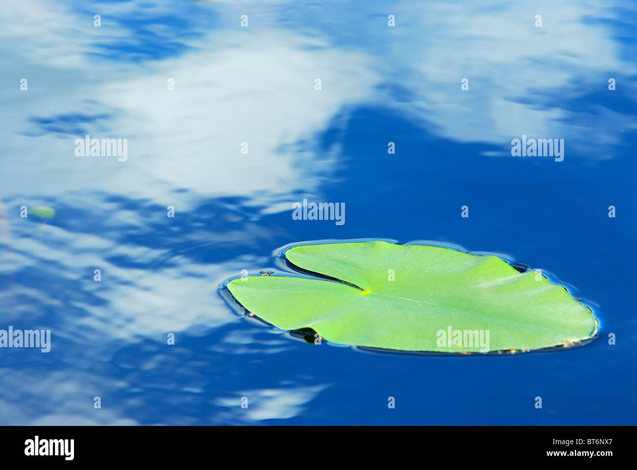 yellow water-lily Stock Photo