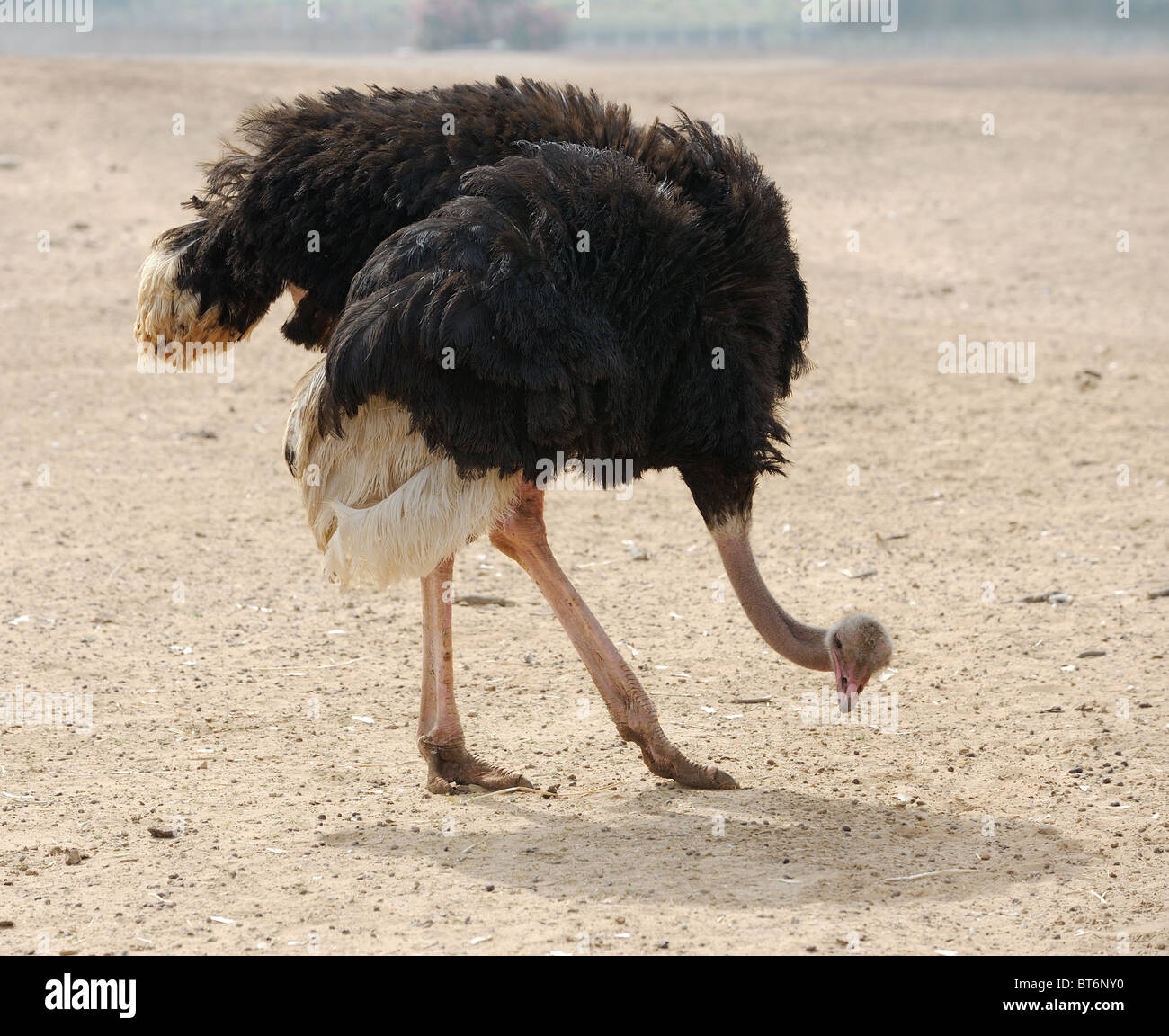 Ostrich Stock Photo