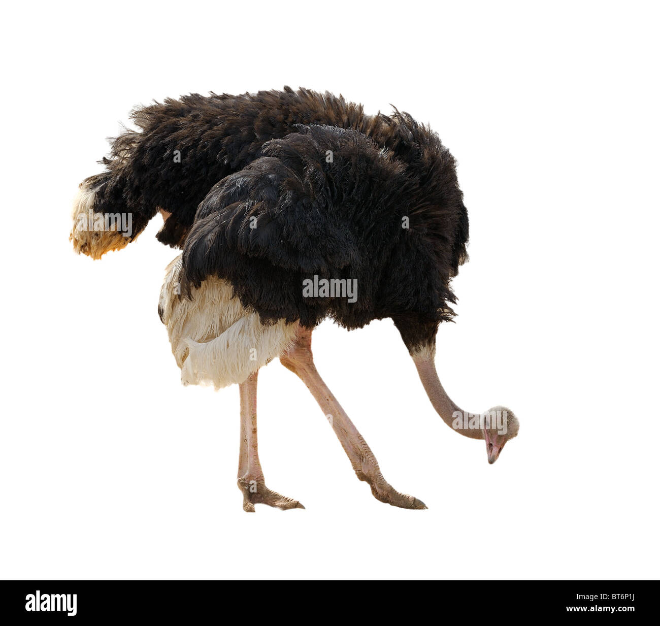 Ostrich Stock Photo