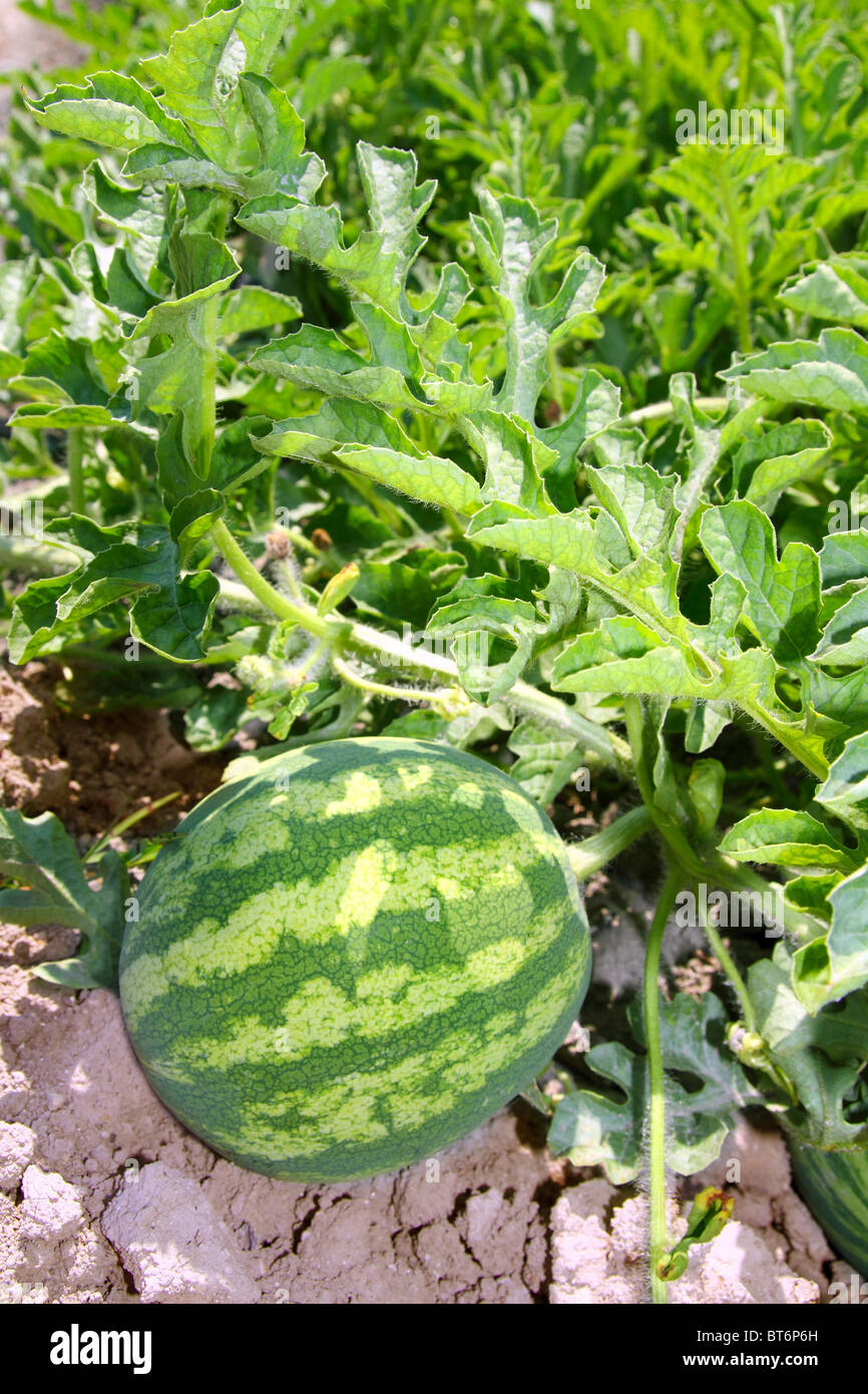 Watermelon field hi-res stock photography and images - Alamy