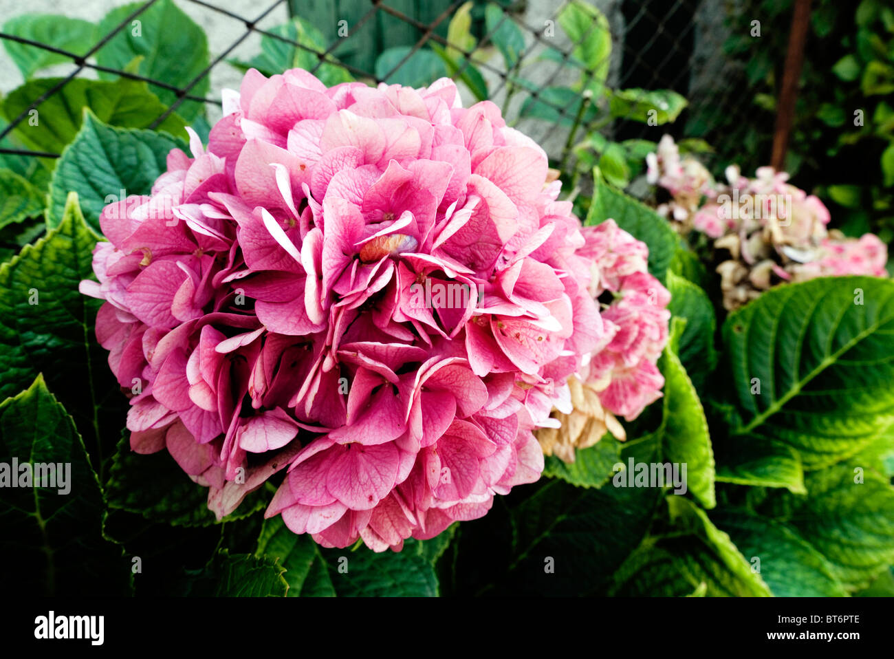 Plant & flower outside my office Stock Photo