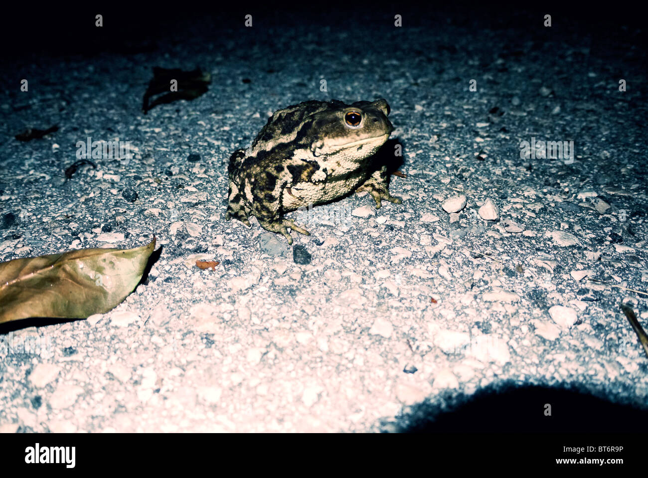 Frog in my parking at night Stock Photo