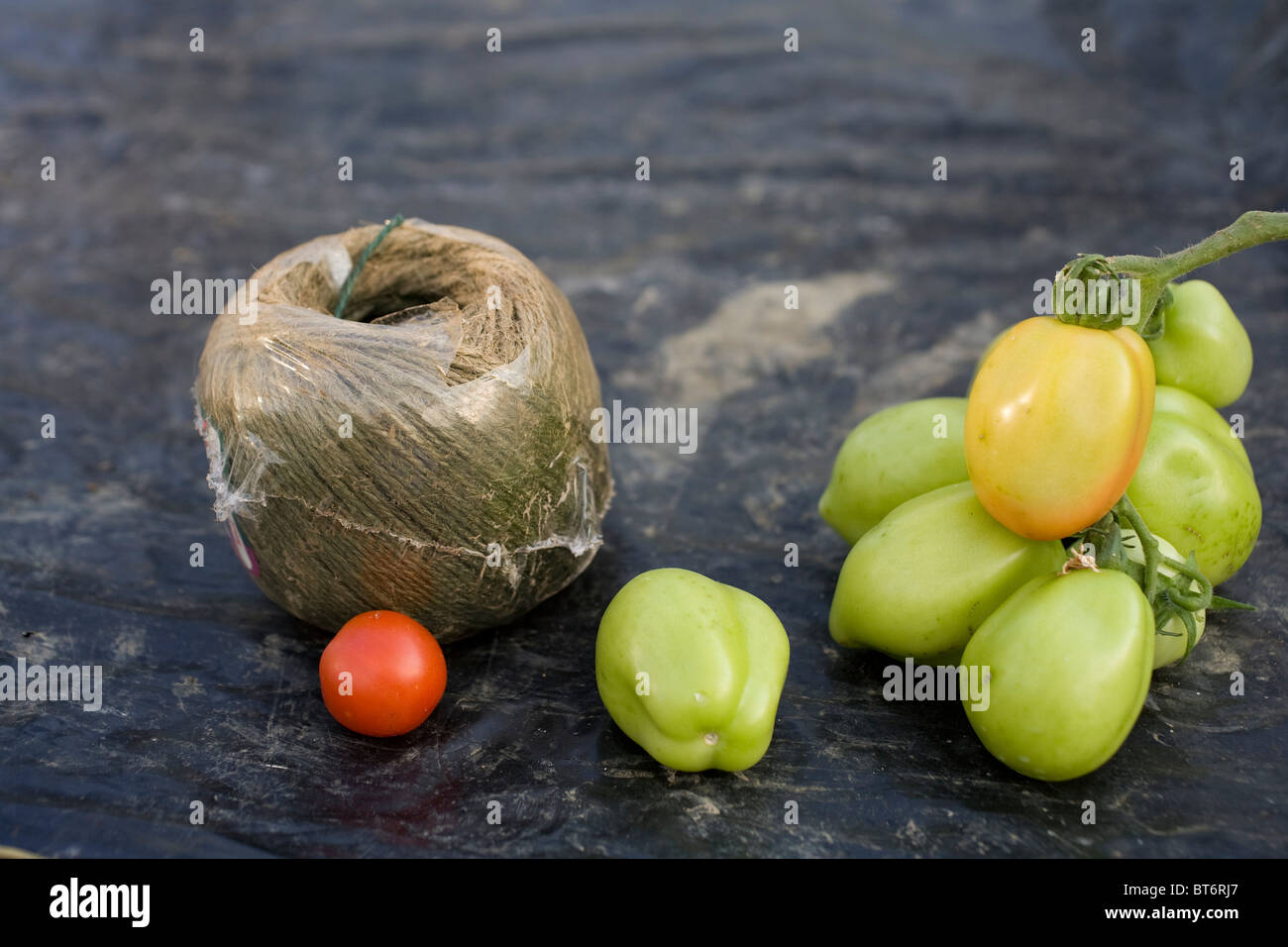 A ball of garden twine beside some home grown unripe tomatoes Stock Photo