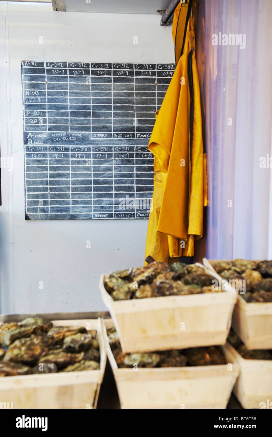 boxes of colchester native oysters freshly caught and ready for the fish market Stock Photo