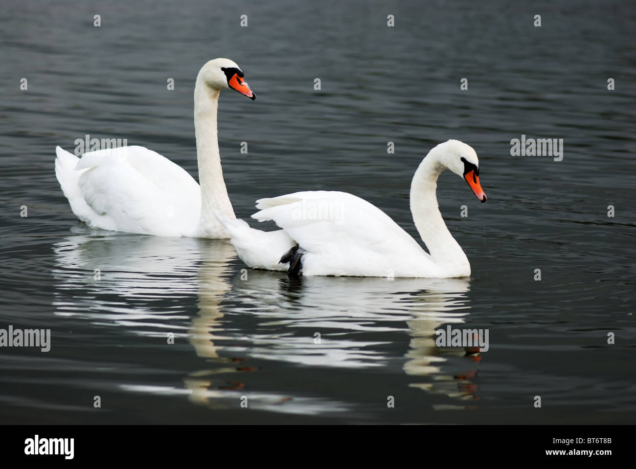 Two swans Stock Photo