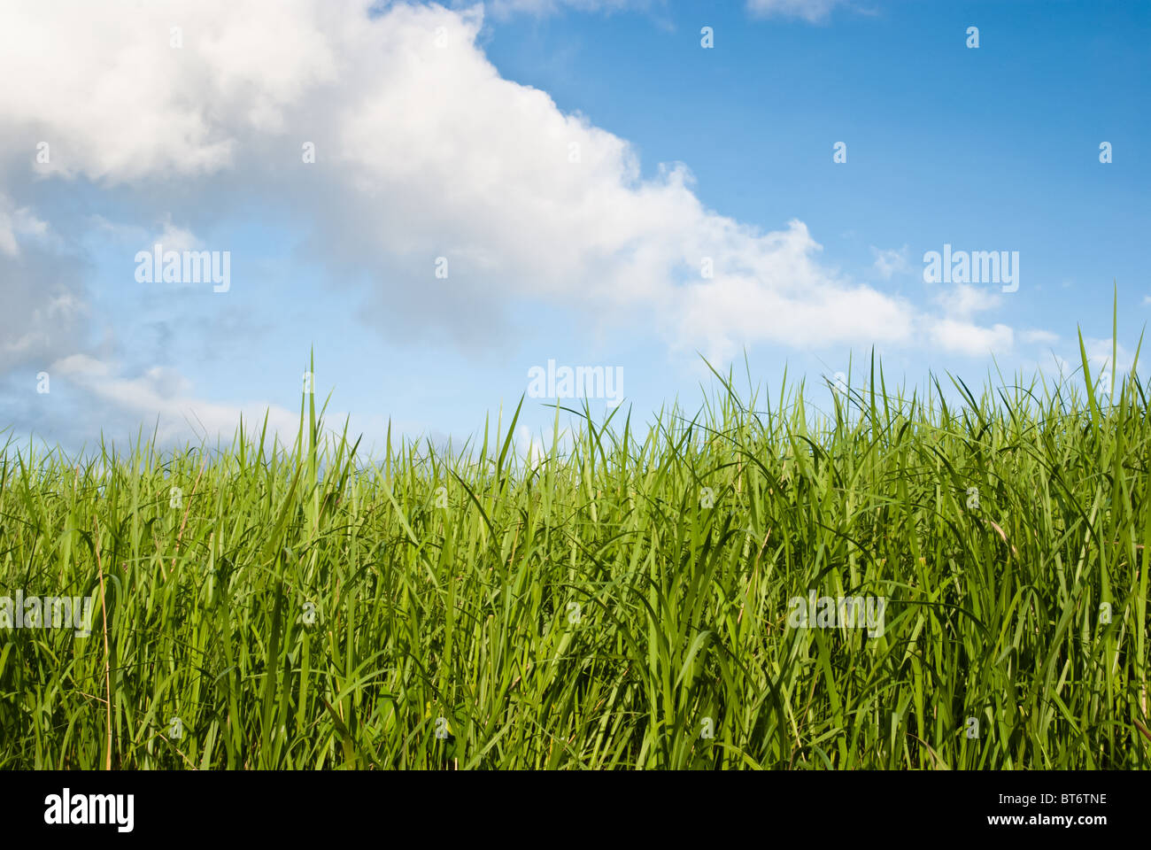 Maize island hi-res stock photography and images - Alamy