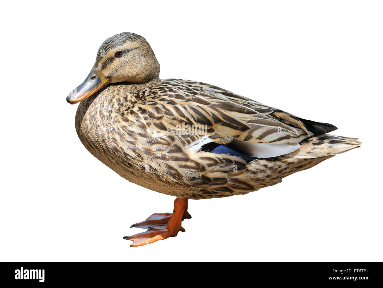 Duck at the zoo, isolated Stock Photo