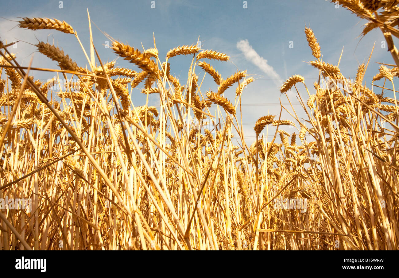Fields of golden wheat. Stock Photo
