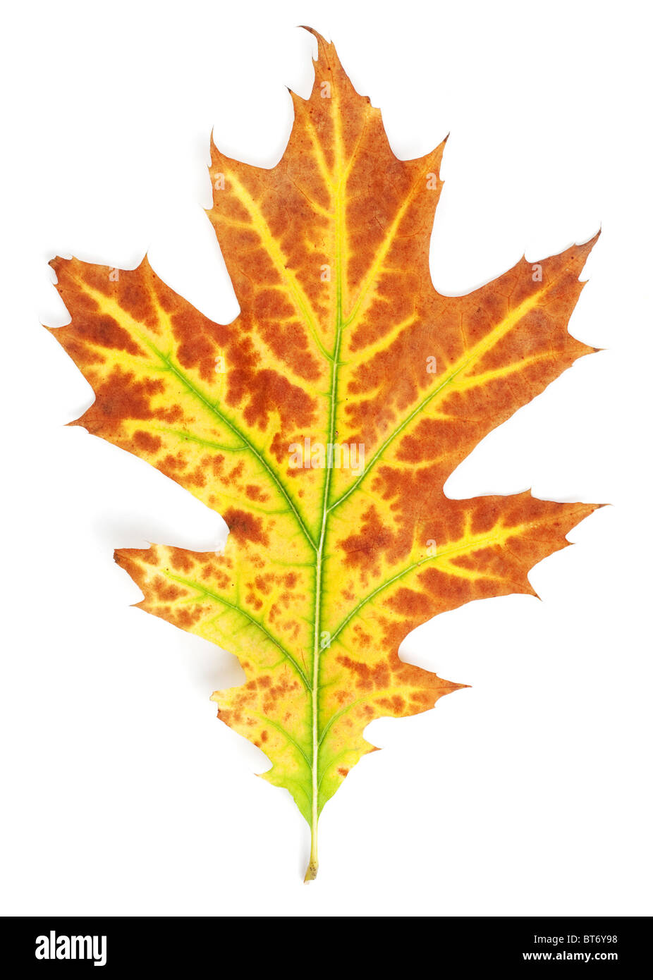 Yellow-red autumn leaf isolated on white background Stock Photo