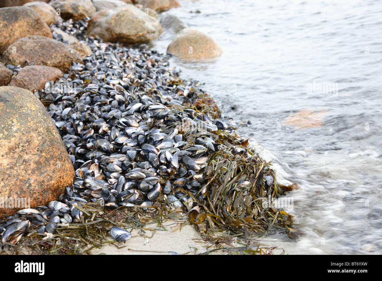 Common mussels on the beach during wintertime Stock Photo Alamy