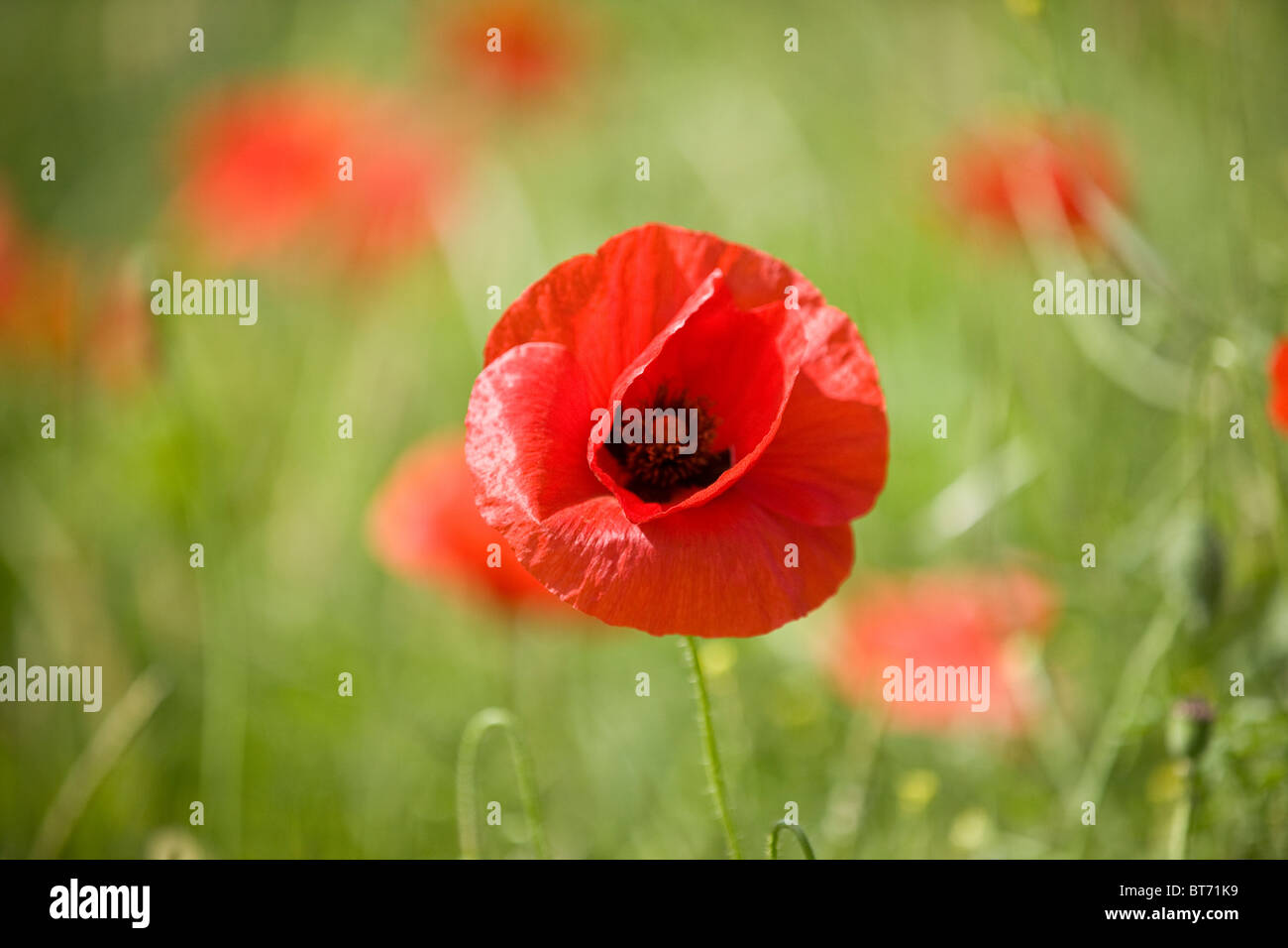 Red poppy black centre hi-res stock photography and images - Alamy