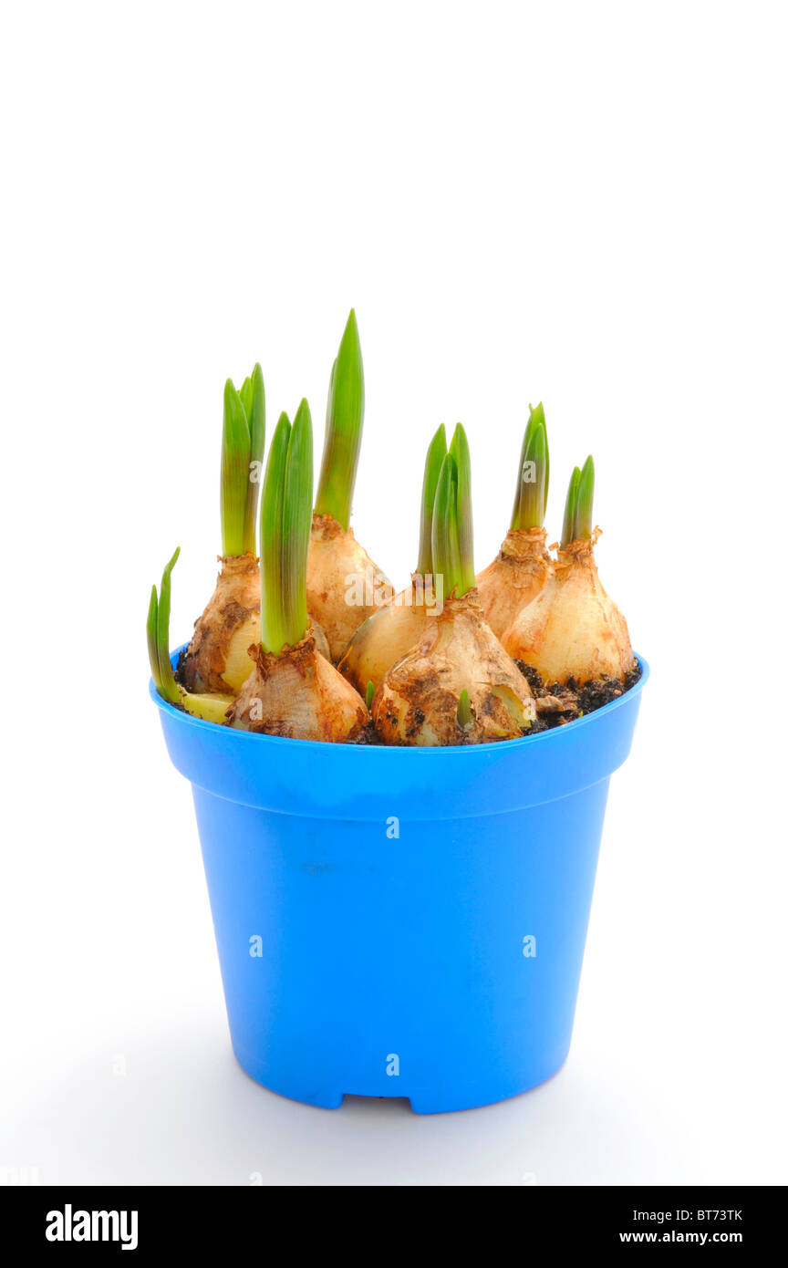 Grape Hyacinth bulbs (Muscari Stock Photo Alamy
