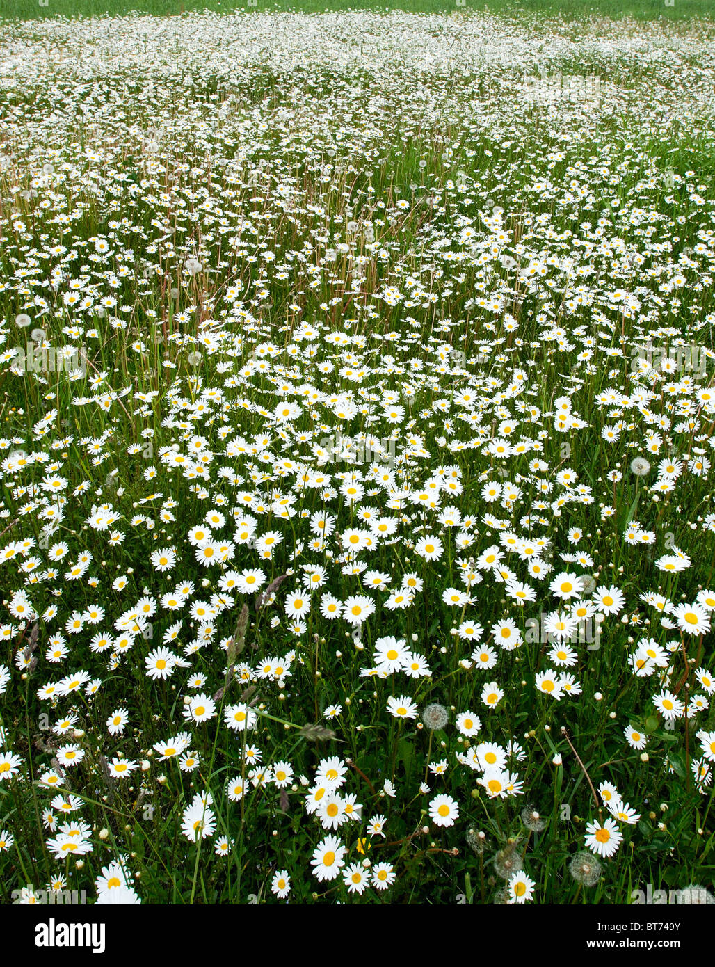 Blooming meadow. Stock Photo