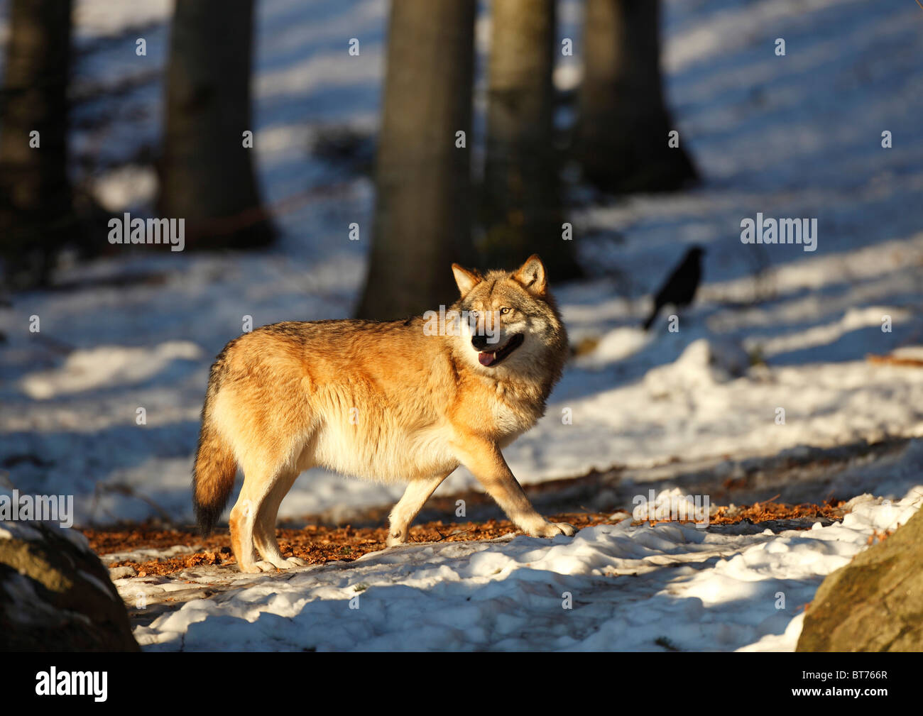 Gray Wolf (Canis lupus), in sunset light, National Park Bavarian Forest ...