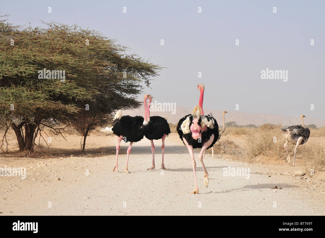Israel, Aravah, The Yotvata Hai-Bar Nature Reserve breeding and reacclimation centre. Ostrich, Struthio camelus Stock Photo