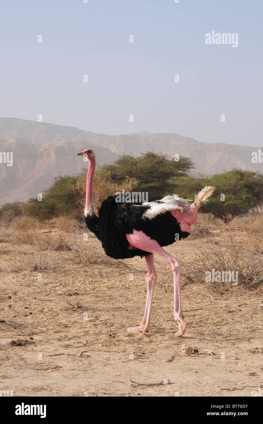 Israel, Aravah, The Yotvata Hai-Bar Nature Reserve breeding and reacclimation centre. Ostrich, Struthio camelus Stock Photo