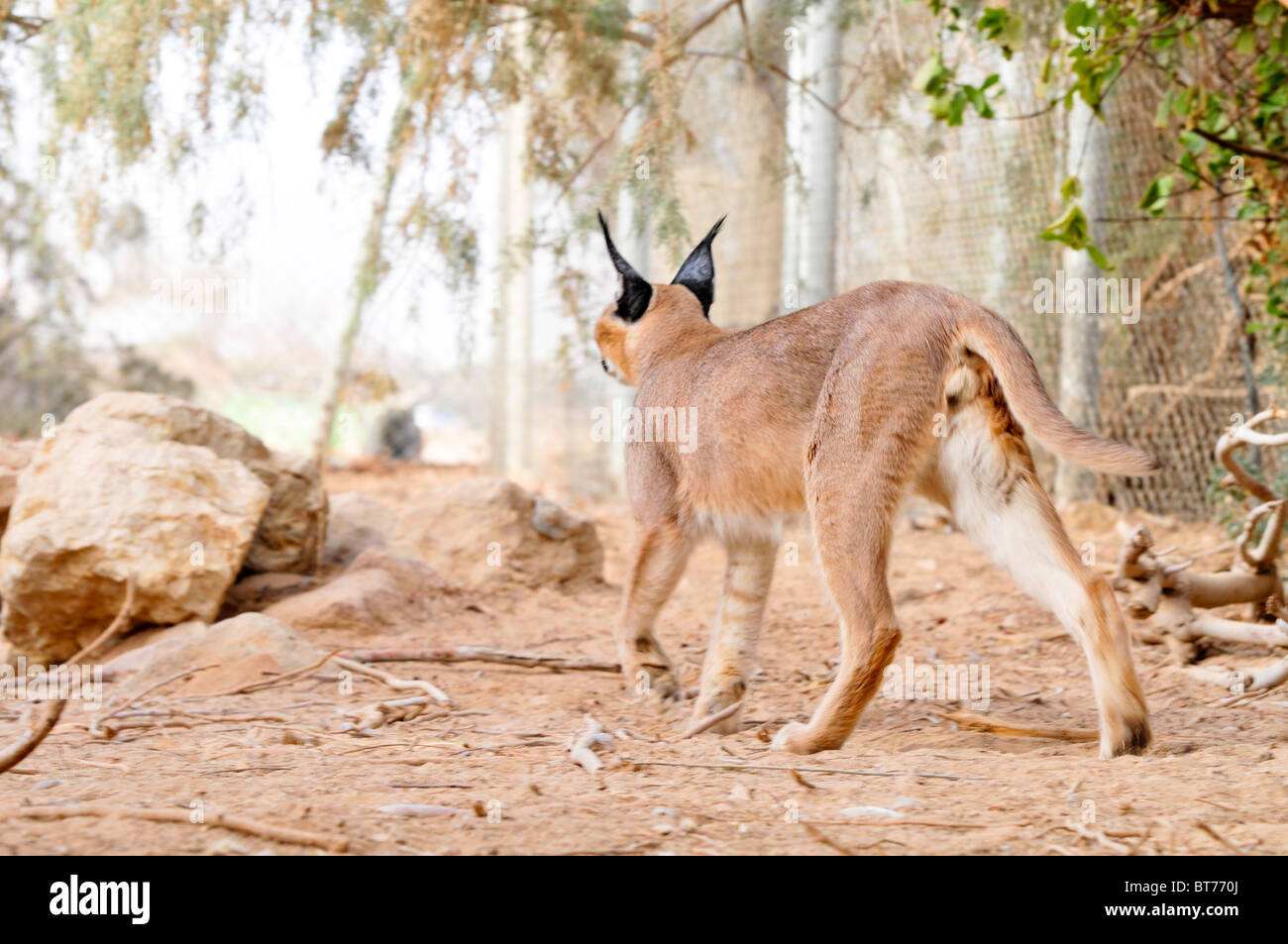 Israel, Aravah, The Yotvata Hai-Bar Nature Reserve breeding and reacclimation centre. caracal (Caracal caracal, Stock Photo