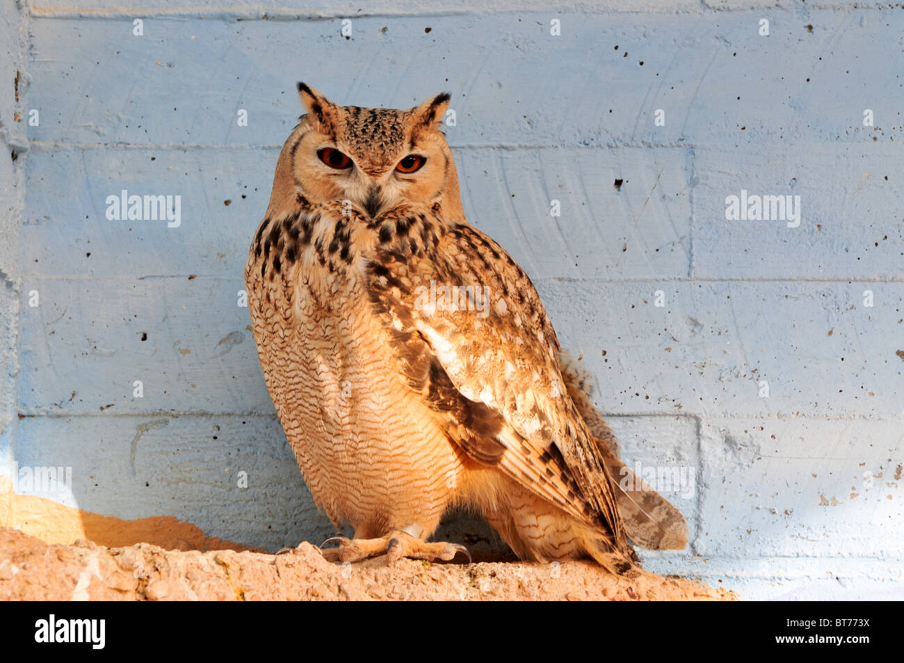 Israel, Aravah, The Yotvata Hai-Bar Nature Reserve breeding and reacclimation centre. Pharaoh Eagle-Owl (Bubo ascalaphus) Stock Photo