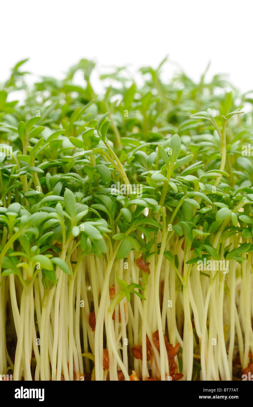 Garden cress Stock Photo