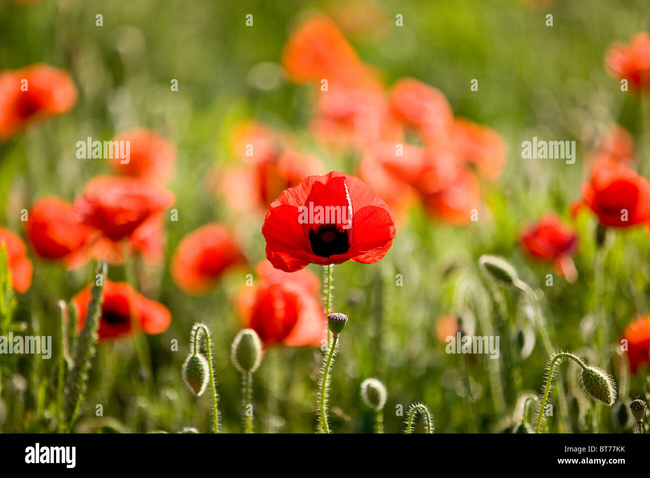 Red poppies in a field, one poppy in the foreground Stock Photo - Alamy