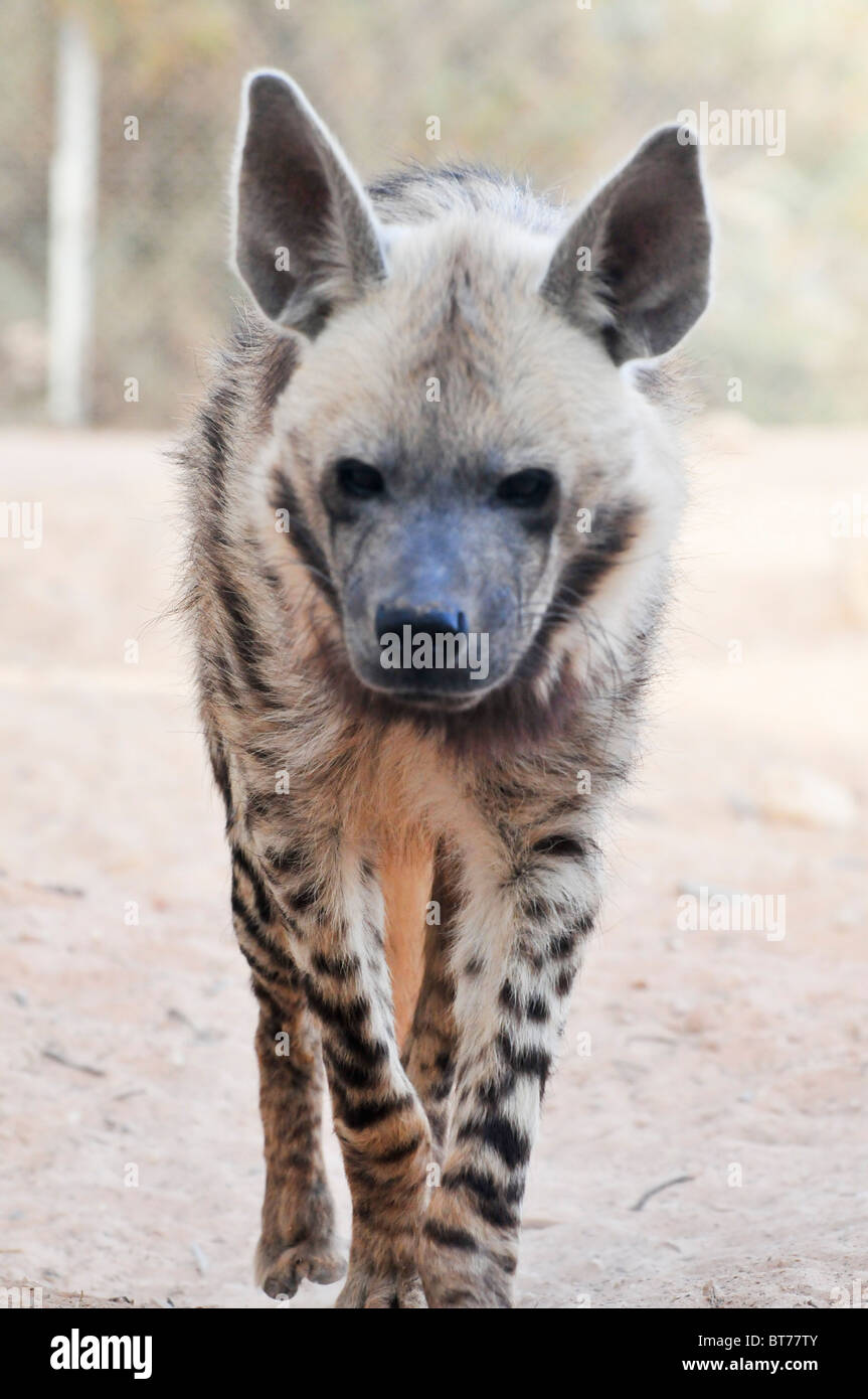 Israel, Aravah, The Yotvata Hai-Bar Nature Reserve breeding and reacclimation centre. striped hyena (Hyaena hyaena) Stock Photo