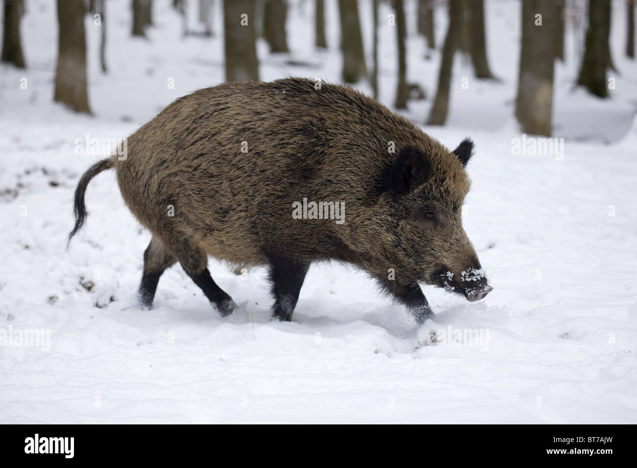 Wild Boar (Sus scrofa) in winter Stock Photo - Alamy