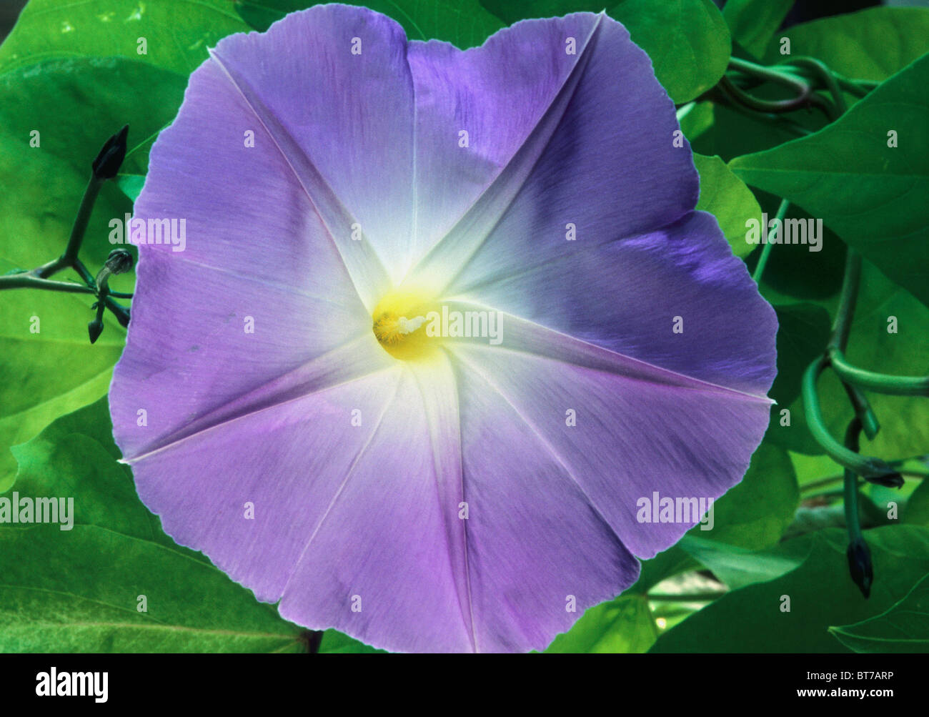 Morning Glory flower, close-up. Stock Photo