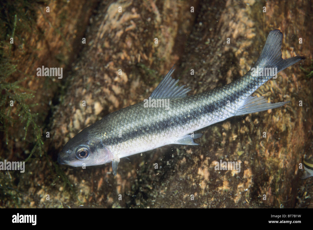 Flagfin Shiner Fish, (Notropis signipinnis), rivers and streams of SE USA. Stock Photo