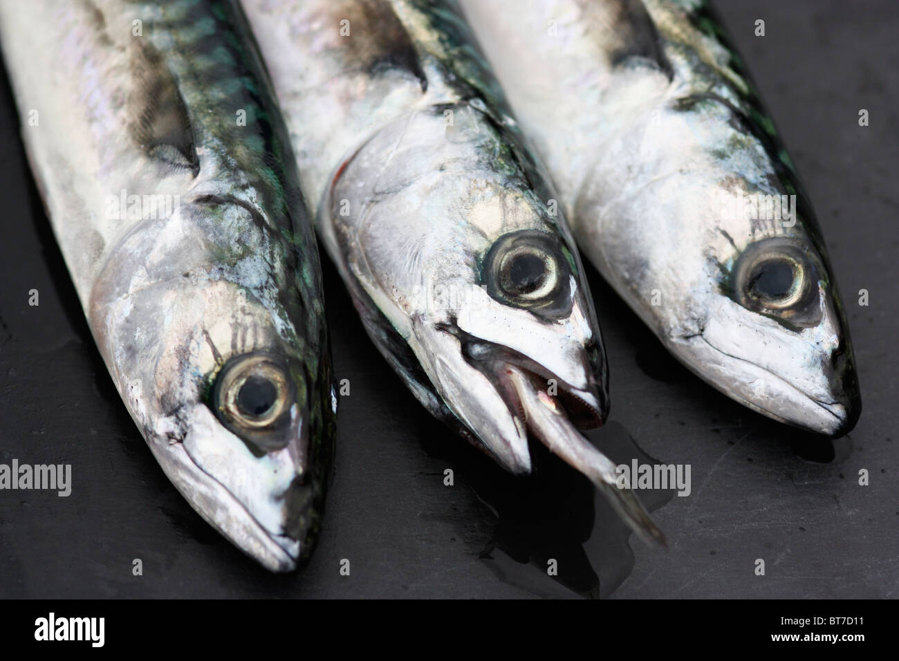 Mackerel scales hires stock photography and images Alamy