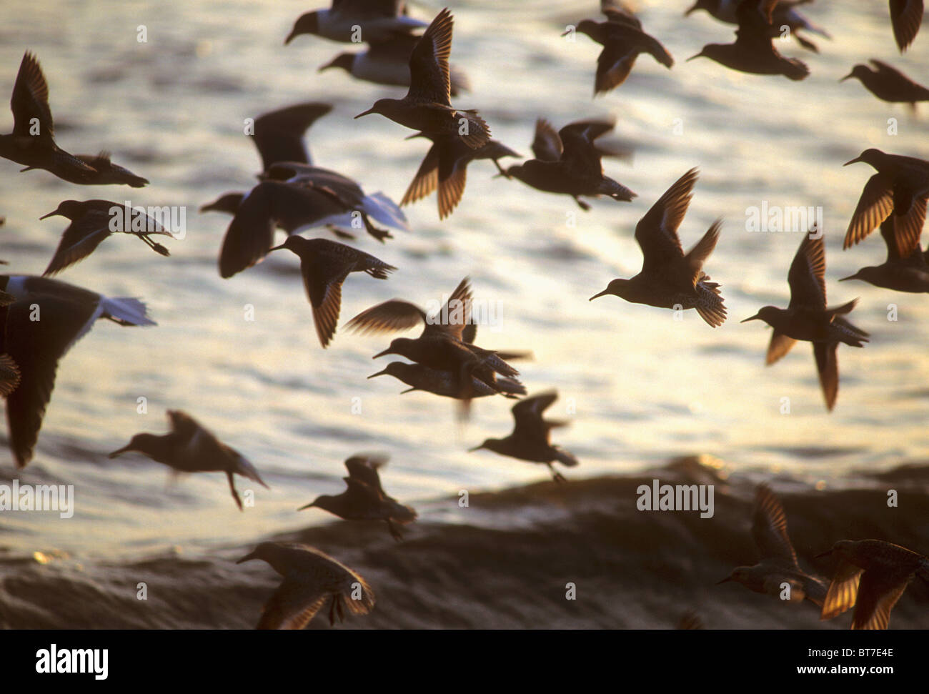 Red Knots and Gulls at sunset, Delaware Bay, Delaware Stock Photo Alamy