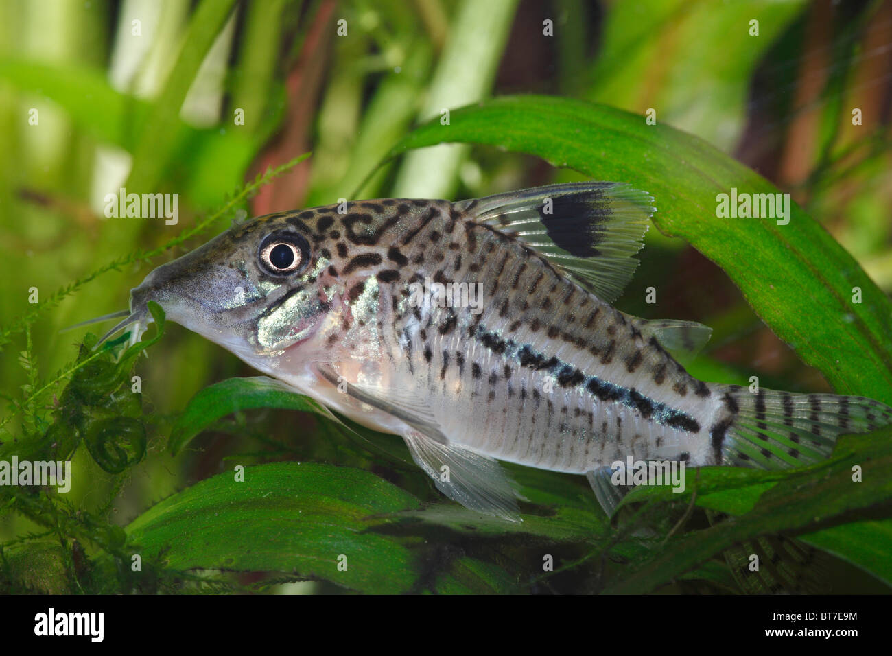 Three Stripe Corydoras or Leopard Catfish (Corydoras trilineatus), freshwater aquarium Stock Photo