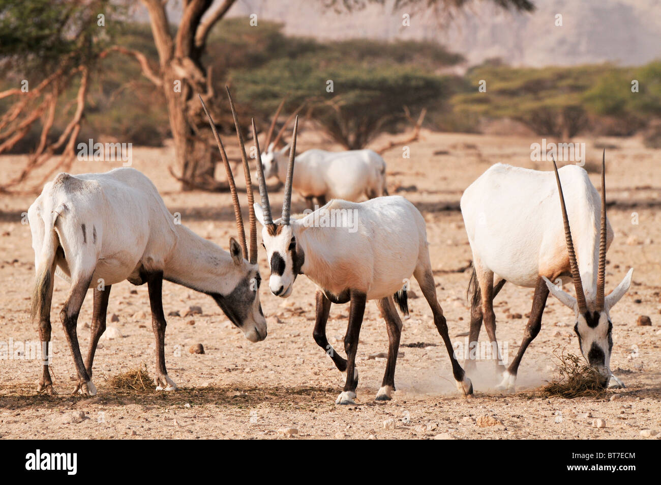 A breeding herd of Arabian Oryx (Oryx leucoryx) (or White Oryx) Stock Photo