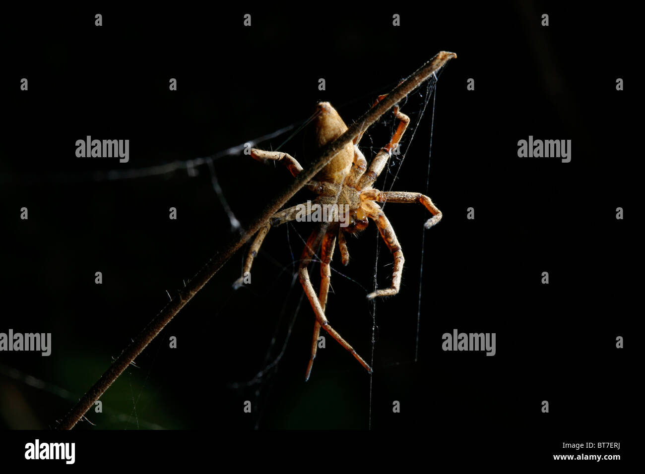 big spider on black background with beautiful light Stock Photo