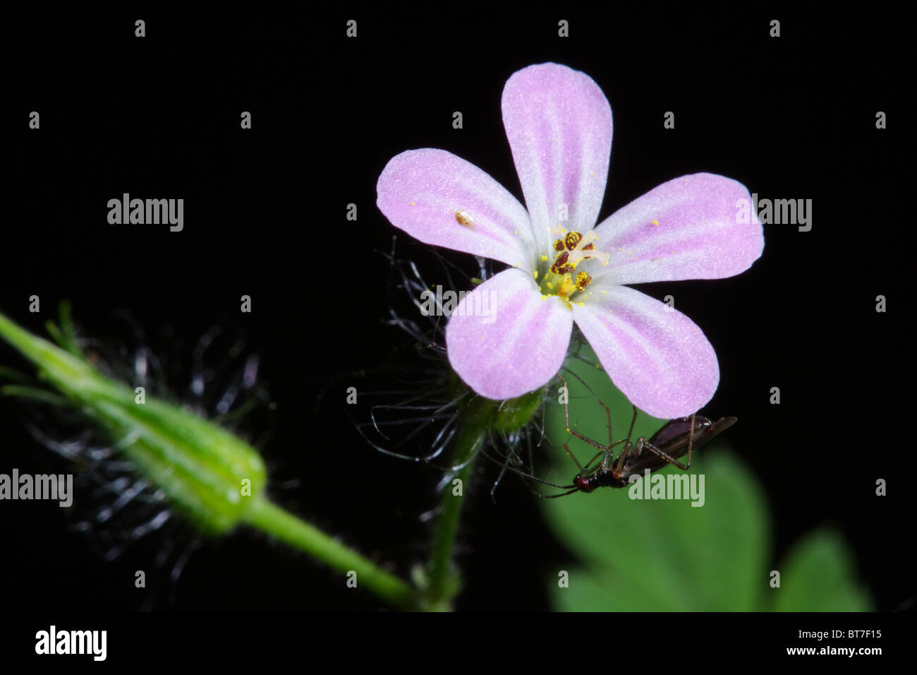 Robert Geranium (Geranium robertianum) with bug on it Stock Photo