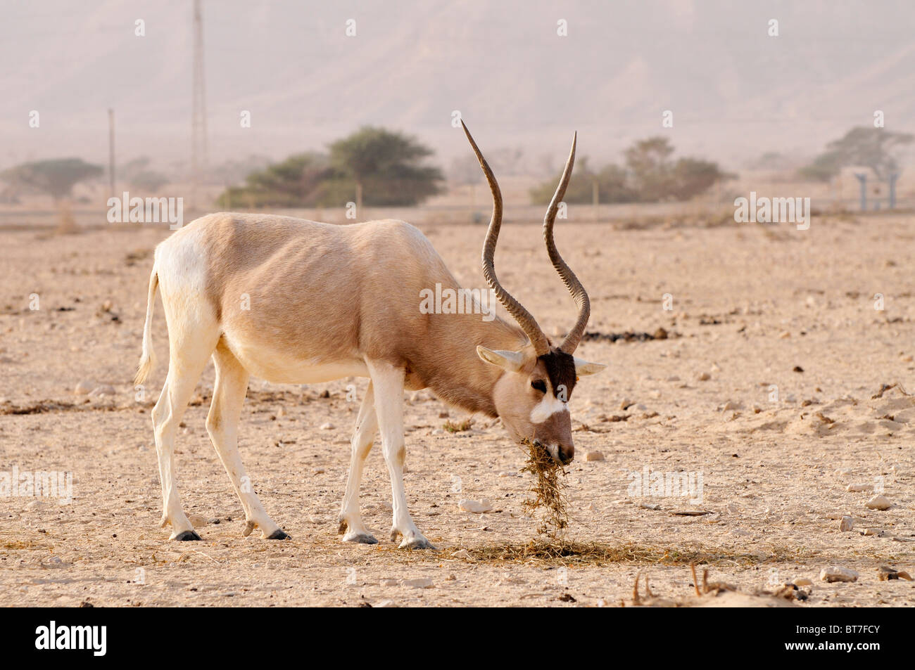 Addax (Addax nasomaculatus) critically endangered desert antelope, Extinct in the wild in Israel Stock Photo