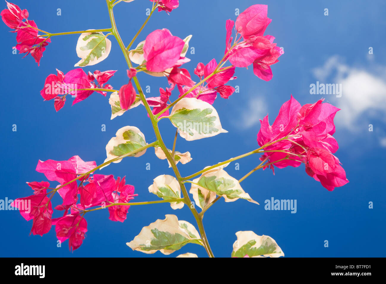 Bougainvillea photographed from below; a nice variegated cultivar. Stock Photo