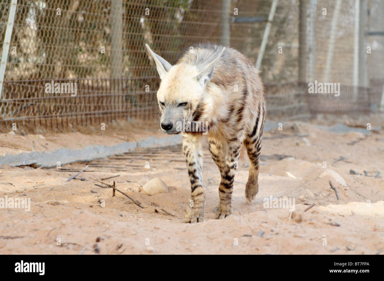 Israel, Aravah, The Yotvata Hai-Bar Nature Reserve breeding and reacclimation centre. striped hyena (Hyaena hyaena) Stock Photo
